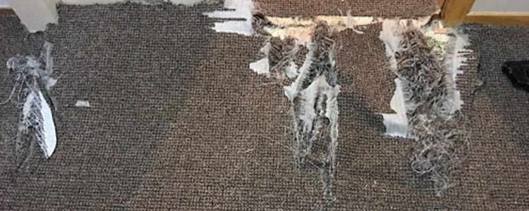 Best Carpet Repair Sandy Bay